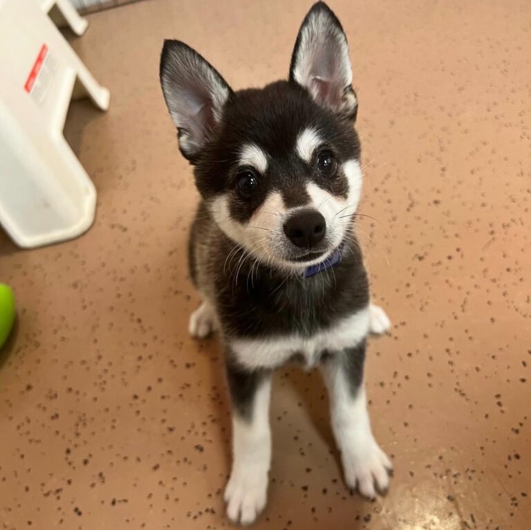 Find a Loyal Companion: Your Guide to Alaskan Klee Kai Adoption