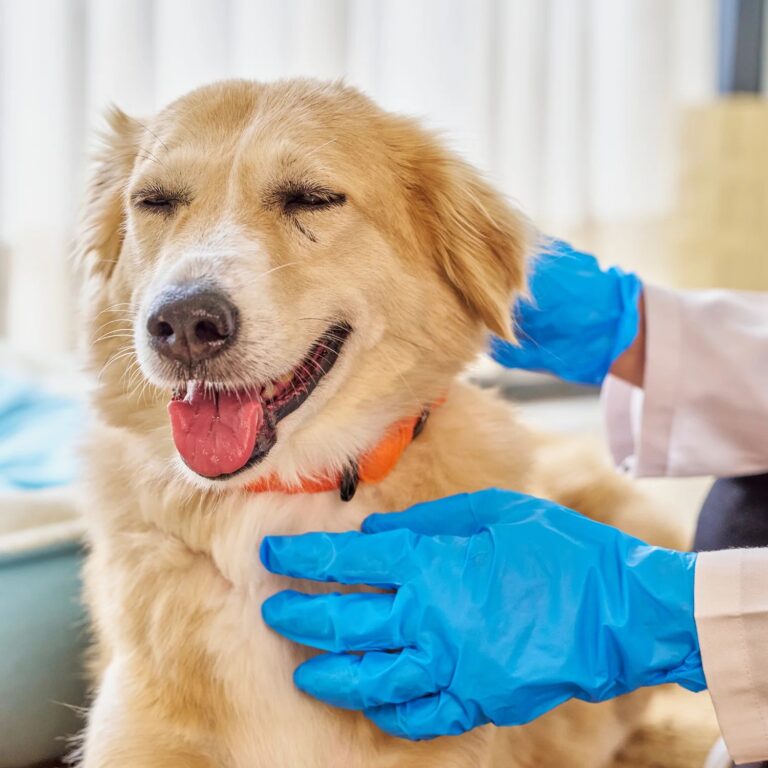 Smart Choices: Best Natural Dog Food for Small Breeds and Tough Chews
