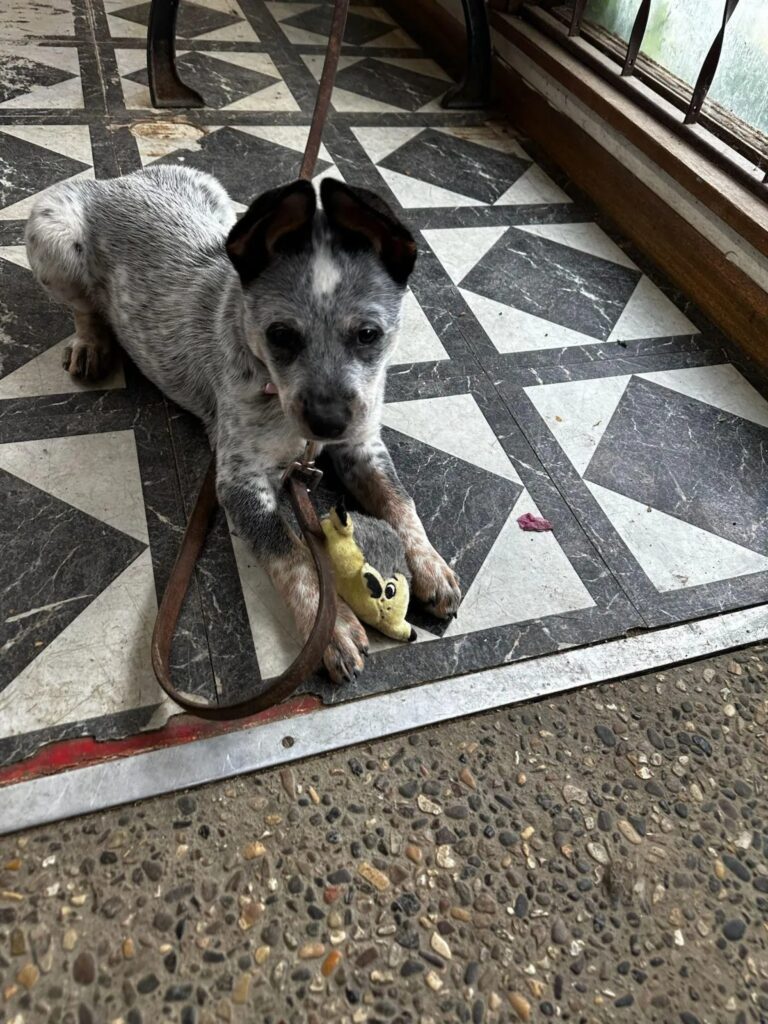 A trusted home away for your dog