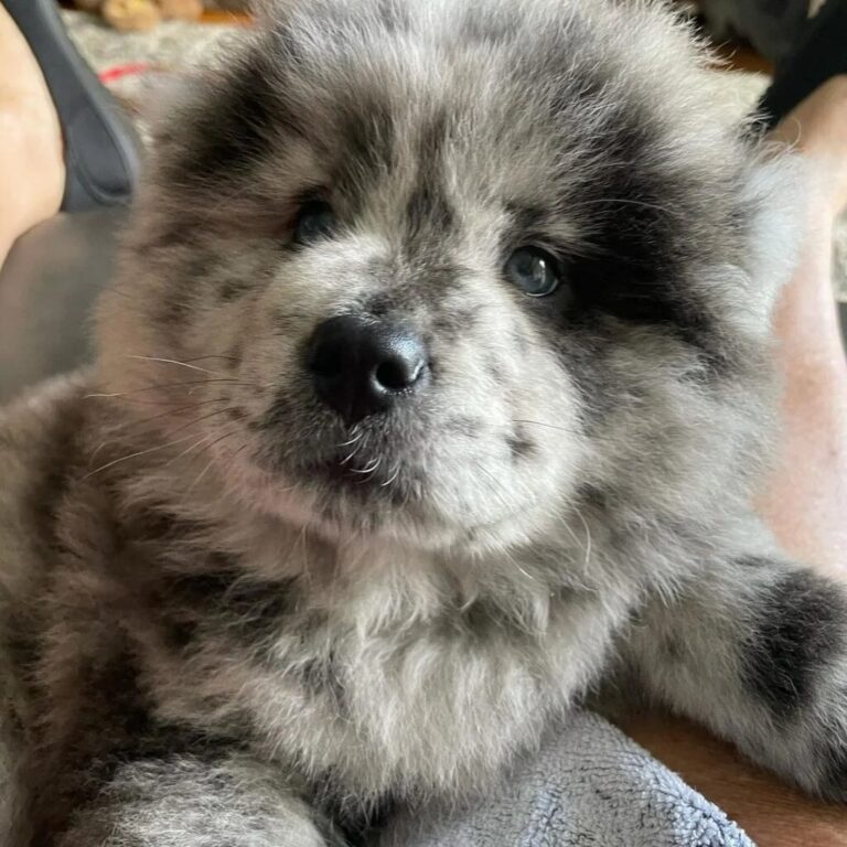 A Practical Look at Chow Chow Rescue and Adoption