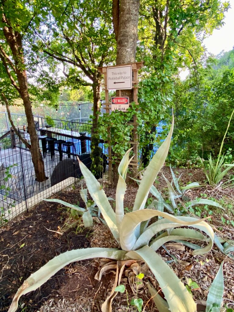 Why Austin Players Chase Their Private Court and Outdoor Experiences