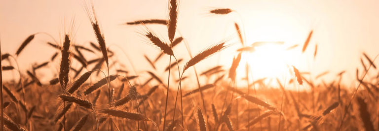 Unlocking the Mind: Practical Paths in Online Psychology